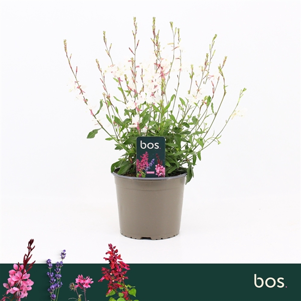 <h4>Gaura Lindheimeri, Gaudi White</h4>
