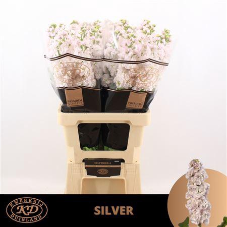 <h4>MATTH STOX SILVER SUPER</h4>