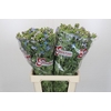 Oxypetalum Tweedia Blue