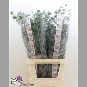 Euca Cinerea Super P Stem 100 Cm
