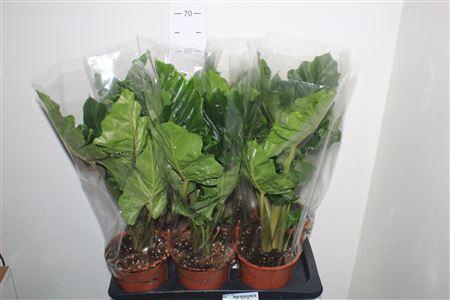 <h4>Aloc Low Rider</h4>