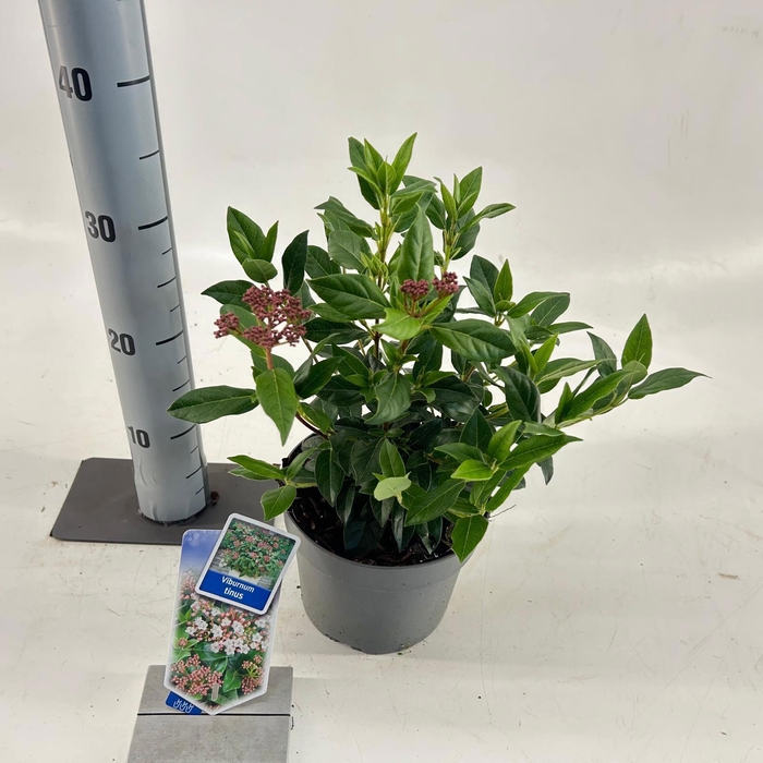 <h4>Viburnum tinus</h4>
