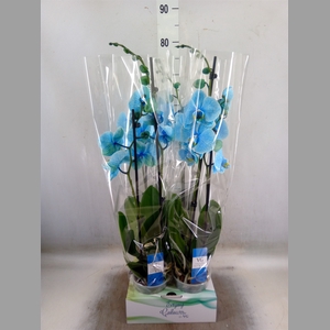 Phalaenopsis   ...