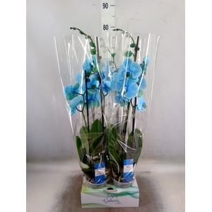 Phalaenopsis   ...