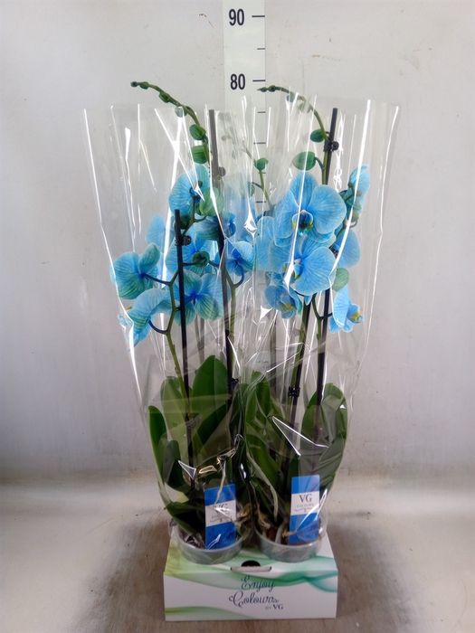 <h4>Phalaenopsis   ...</h4>