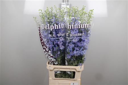 <h4>Delph Du Ov L. Blue</h4>