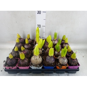 Hyacinthus orie.   ...mix 5