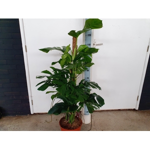 MONSTERA PERTUSUM