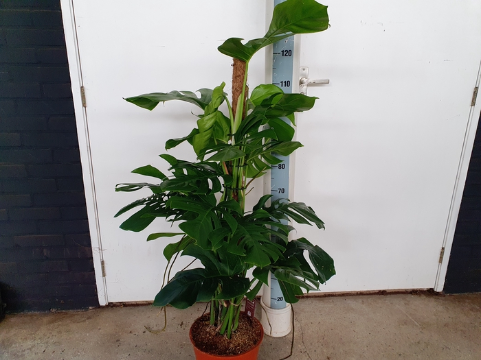<h4>MONSTERA PERTUSUM</h4>