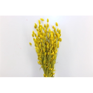 Dried Phalaris X5 Yellow Bunch