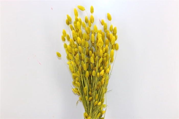 <h4>Dried Phalaris X5 Yellow Bunch</h4>