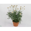 Argyranthemum Frutesc La Rita White