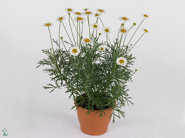 Argyranthemum  'La Rita White'