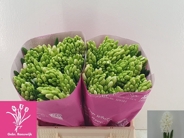 <h4>HYAC TOP WHITE</h4>