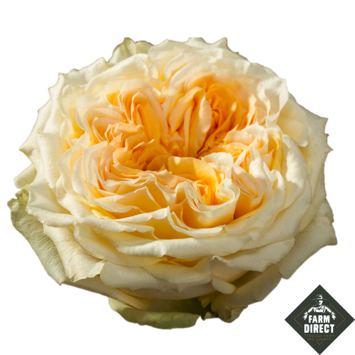 <h4>R GR TIE DYE</h4>