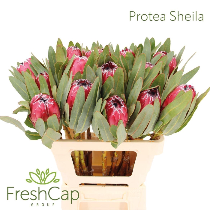 <h4>Protea Sheila</h4>