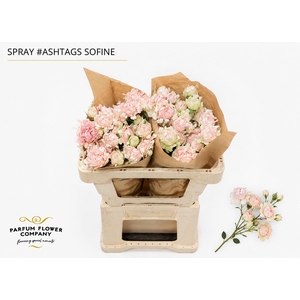 Rosa Spray #Ashtags Sofine