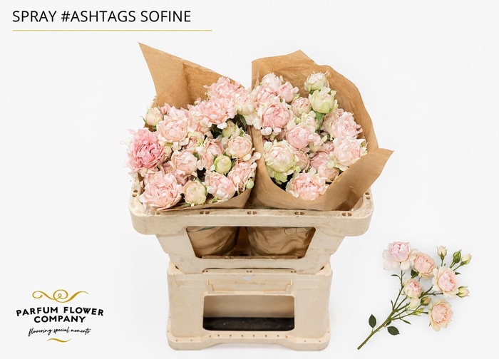 <h4>Rosa Spray #Ashtags Sofine</h4>
