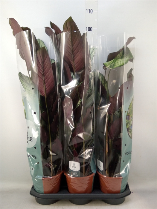 <h4>Calathea majestica 'Whitestar'</h4>
