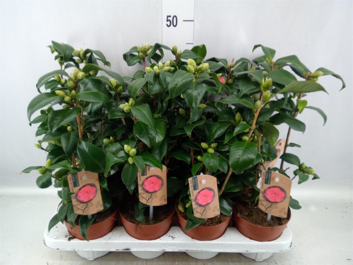 <h4>Camellia reticulata 'Mary Williams'</h4>