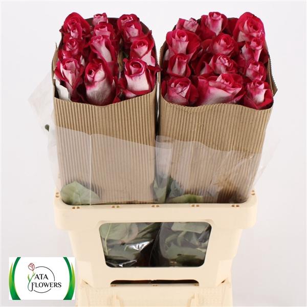 <h4>R Gr Bluez L6</h4>