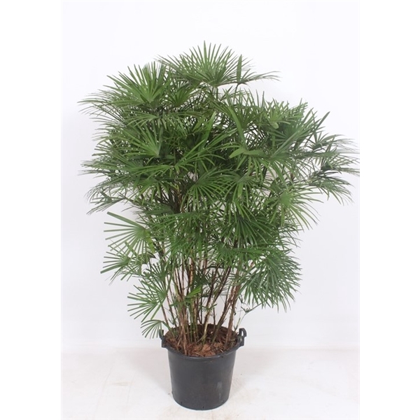 <h4>Rhapis</h4>