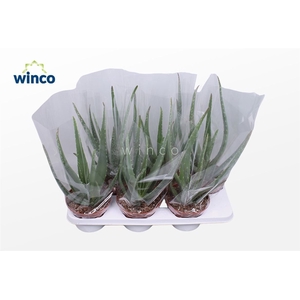 ALOE VERA
