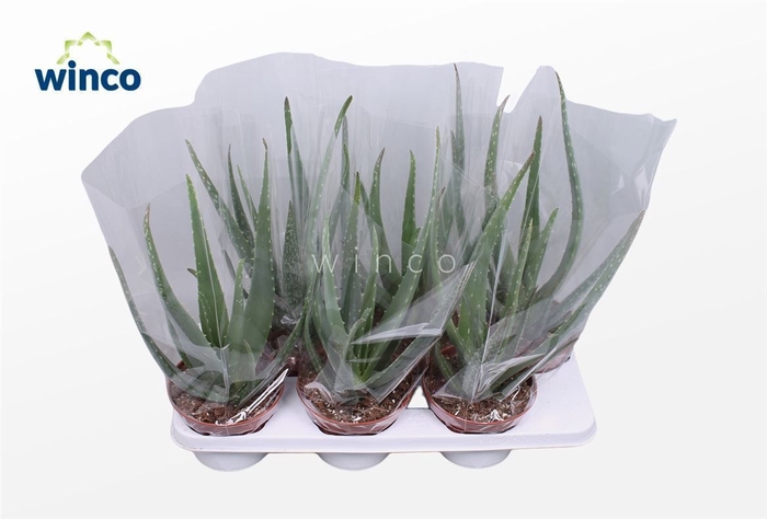 <h4>ALOE VERA</h4>