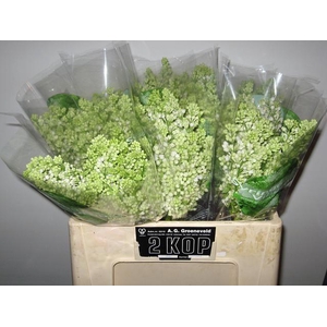 SYR M FLO STEPMAN BS