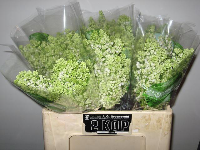 <h4>SYR M FLO STEPMAN BS</h4>