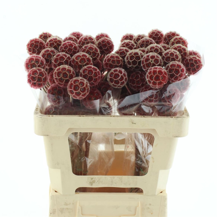 <h4>Scabiosa Stellata Red Extra</h4>