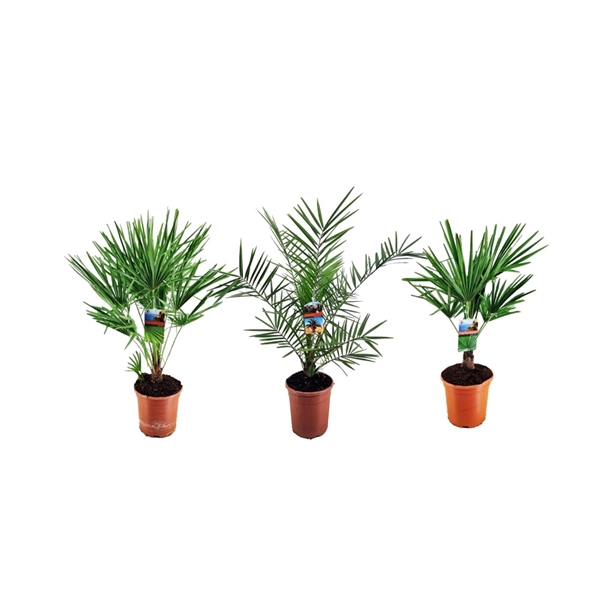 <h4>Palm mix</h4>