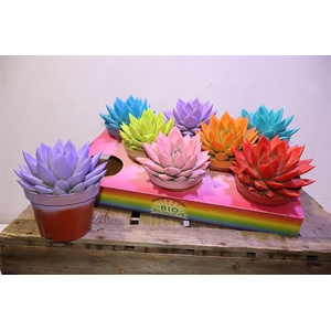 arr8 Echev Miranda Painted