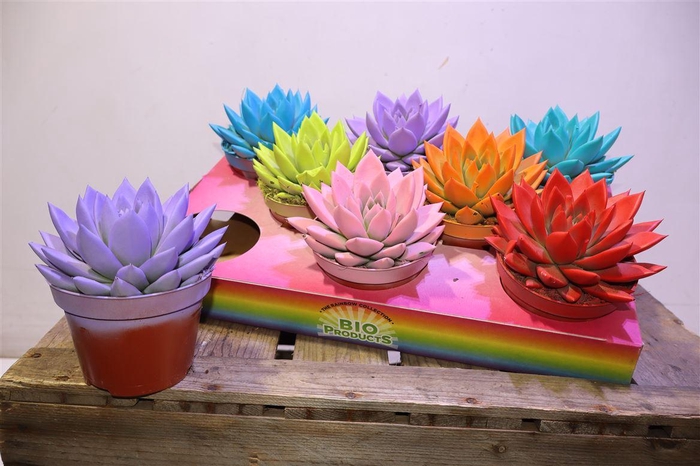 <h4>arr8 Echev Miranda Painted</h4>