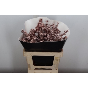 Ilex Wx Champagne Xl