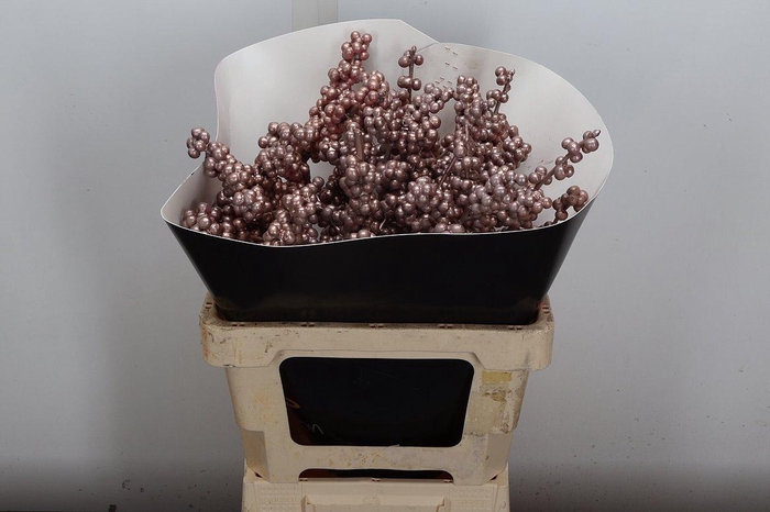 <h4>Ilex Wx Champagne Xl</h4>