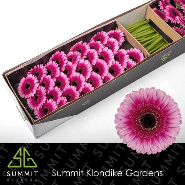 <h4>Ge Mi Isabelle</h4>