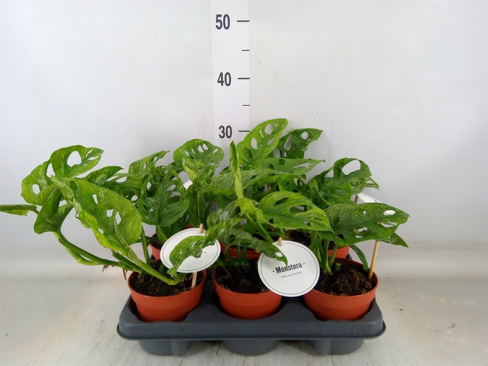 <h4>Monstera obliqua 'Leichtlinii'</h4>