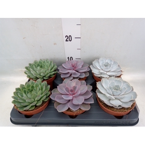 Echeveria   ...mix