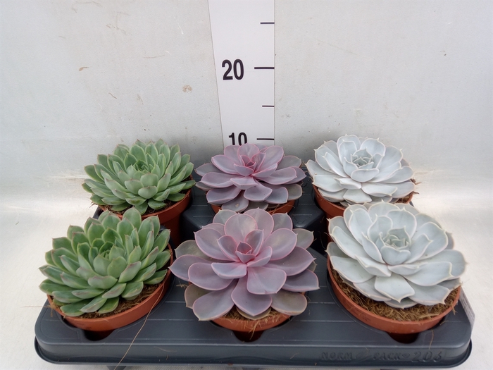 <h4>Echeveria   ...mix</h4>