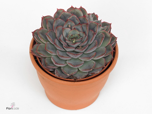 Echeveria  'Hercules'