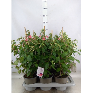 Fuchsia  'Walz Jubelteen'