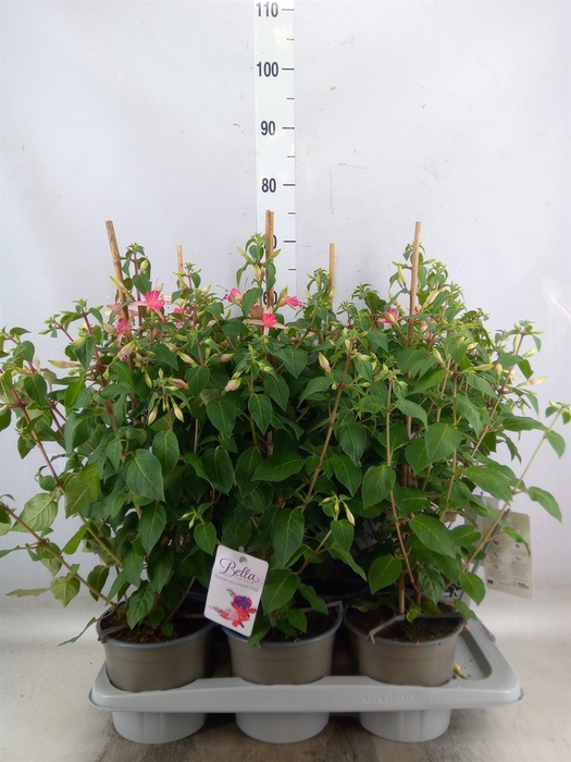 <h4>Fuchsia  'Walz Jubelteen'</h4>