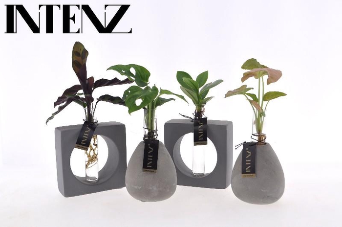 <h4>Overig kamerplanten gemengd</h4>