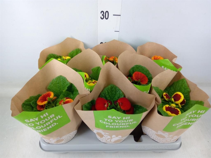 <h4>Calceolaria herbeohybrida</h4>