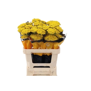 Achillea Golden Prairie Latitude