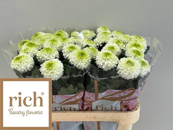 <h4>CHR G ALIBABA</h4>