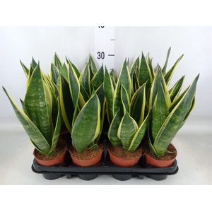 Sansevieria trifa.   ...