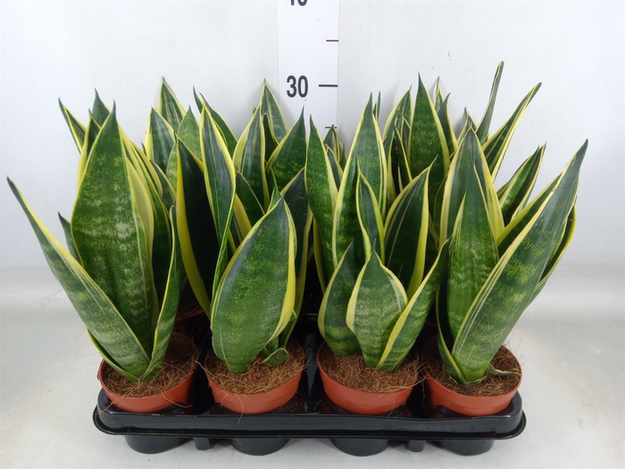 <h4>Sansevieria trifa.   ...</h4>