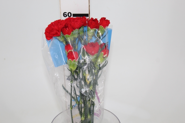 <h4>CRAVO DON PEDRO 060 CM</h4>